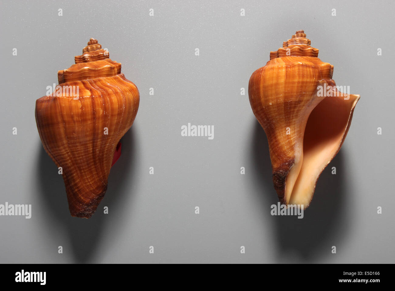 Indian Red Ritual Conch Shell Stock Photo