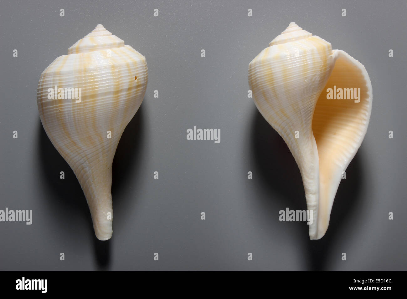 Indian White Ritual Conch Shell Stock Photo