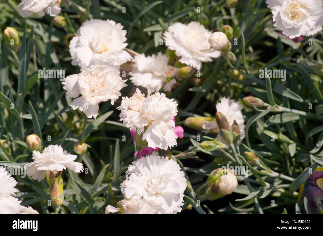 White Dianthus Caryophyllus ' Arctic Storm ' Commonly known as Garden Pinks Stock Photo