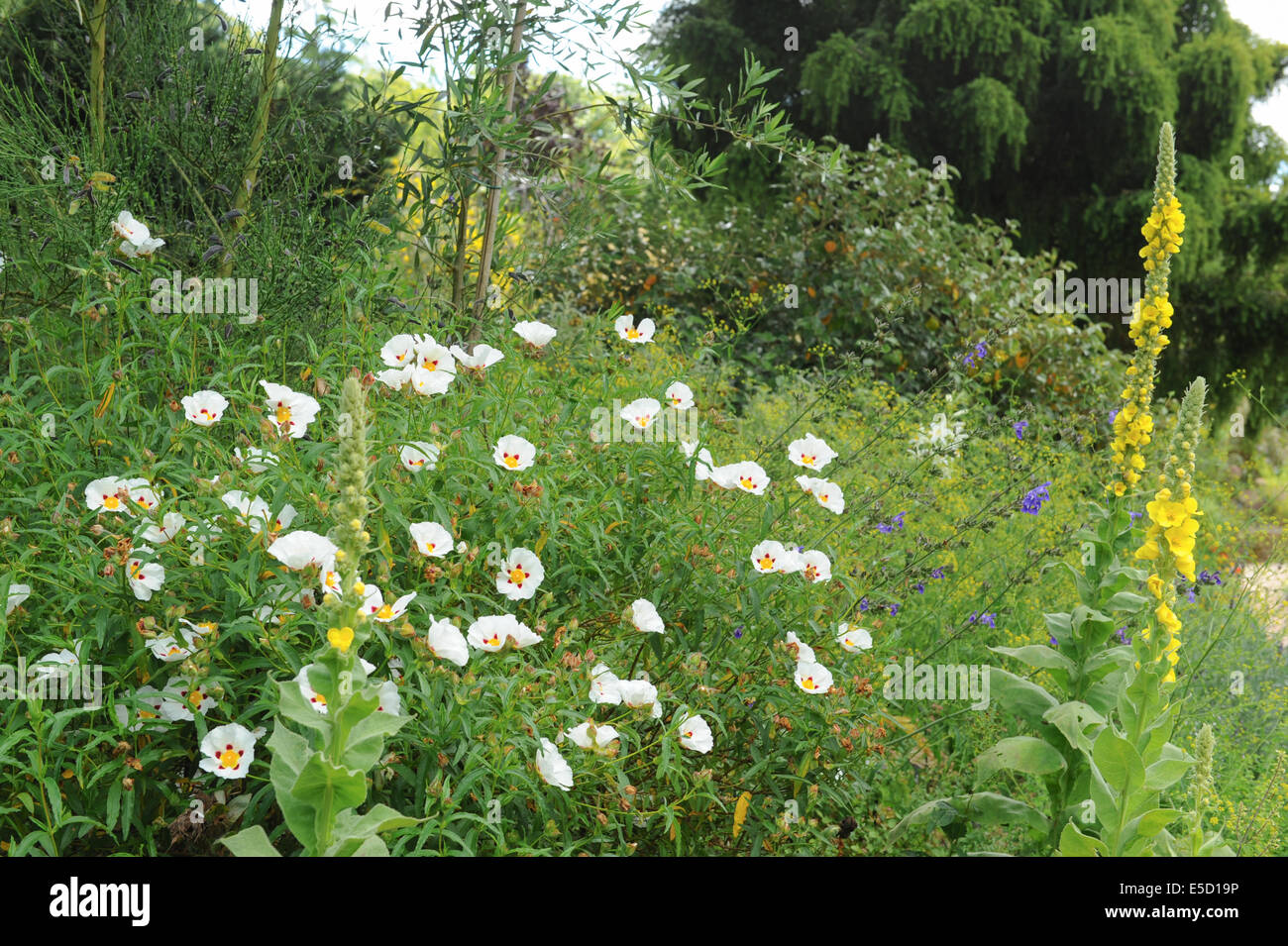 A flower border in the gardens at Rosemoor, Torrington, Devon, England, UK Stock Photo