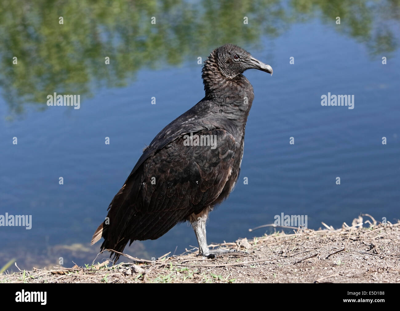 Black Vulture (Coragyps atratus) perching by water Stock Photo