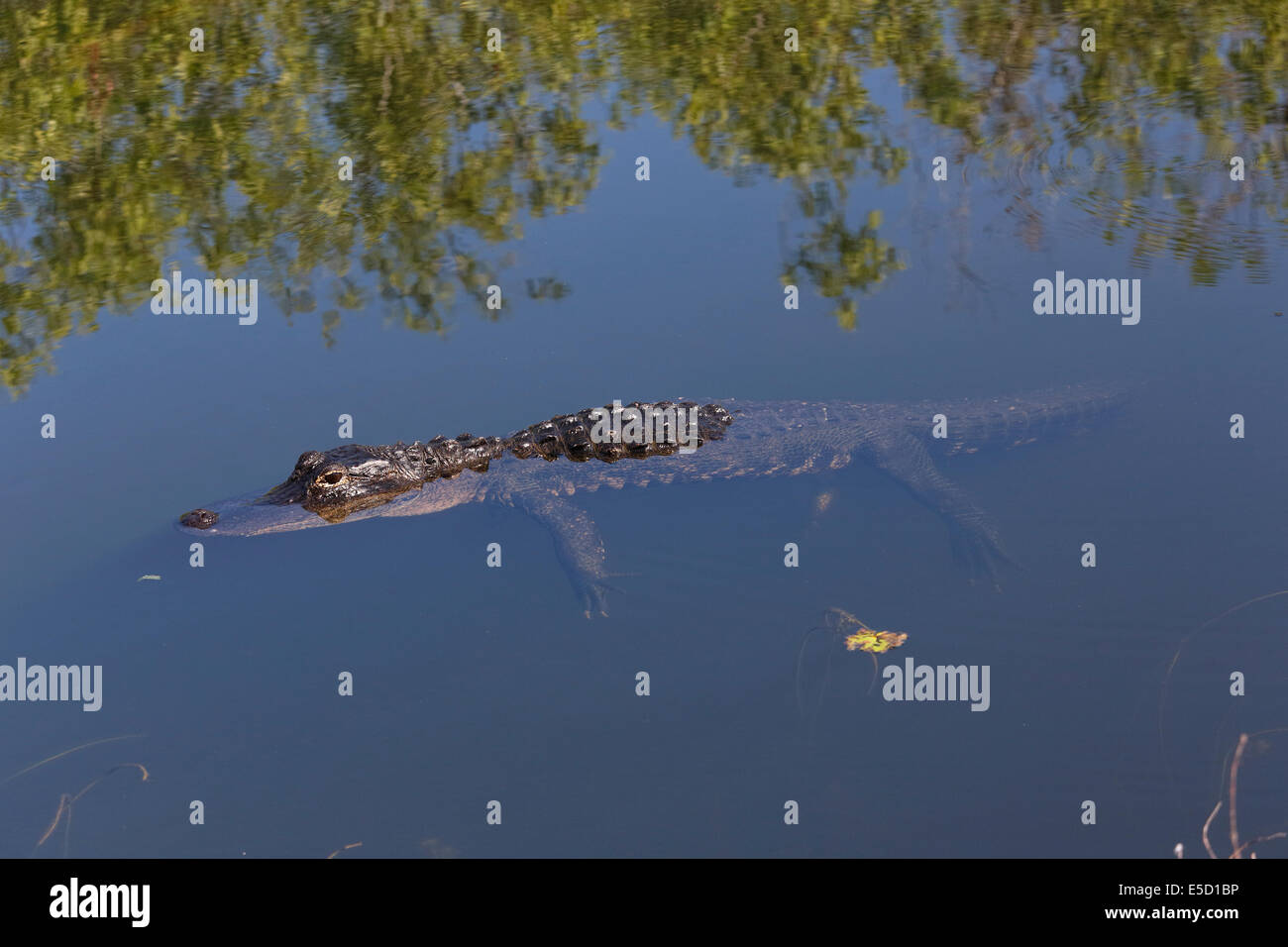American Alligator (Alligator mississippiensis) swimming in clear water Stock Photo