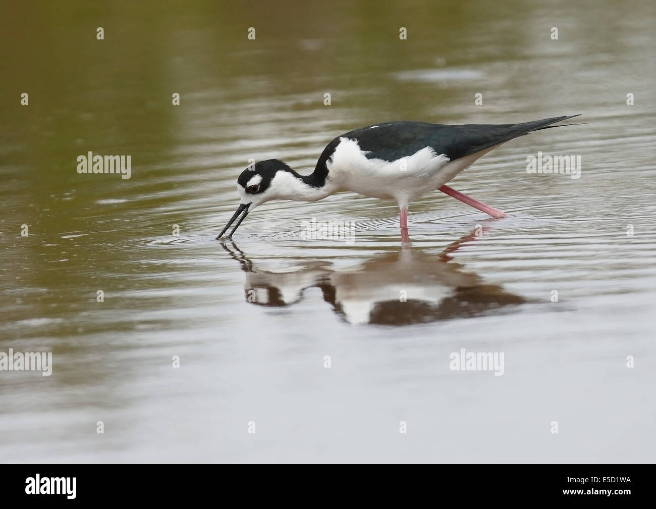Black necked Stilt (Himantopus mexicanus) fishing with reflection Stock Photo