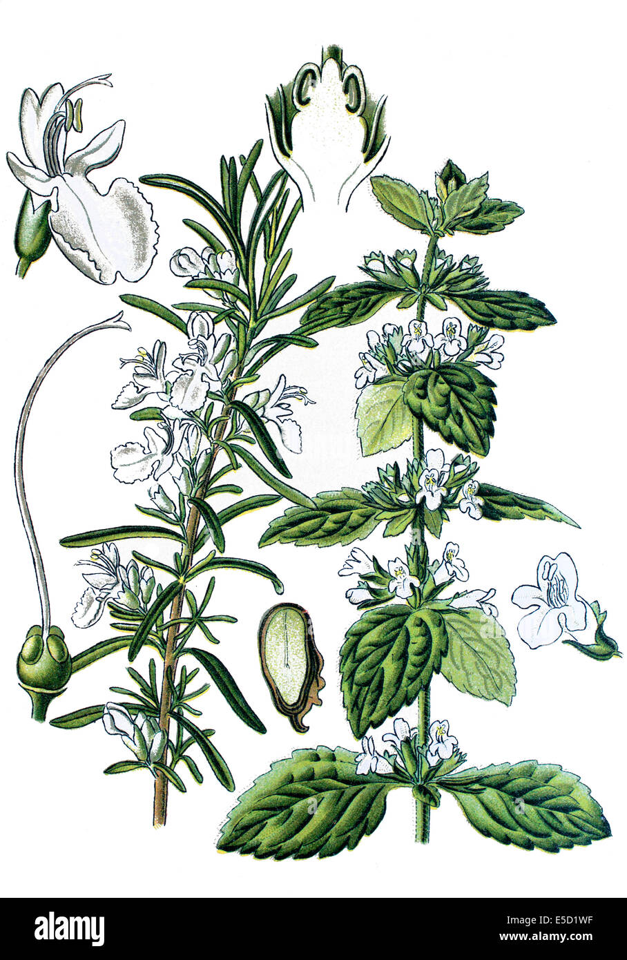 left: rosemary, Rosmarinus officinalis. right: Lemon balm, Melissa officinalis Stock Photo