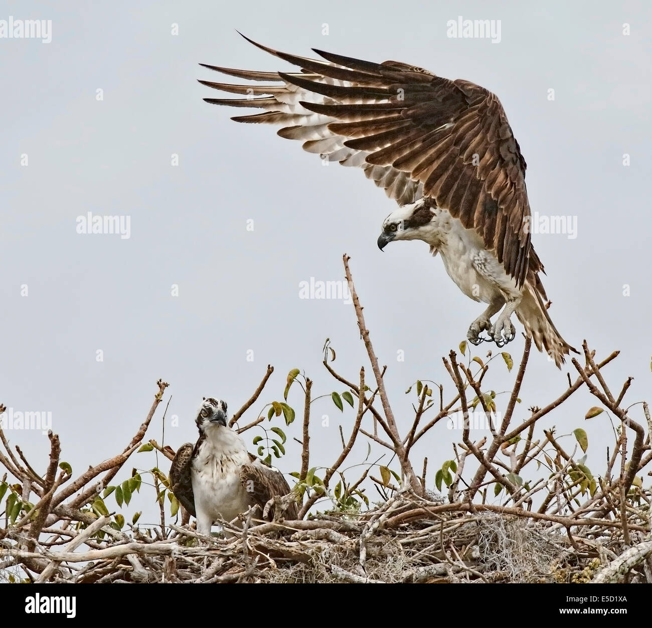 Osprey (Pandion haliaetus) landing at nest with mate on nest Stock Photo