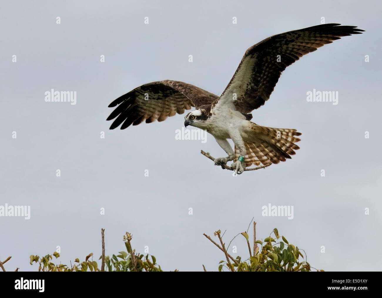 Osprey (Pandion haliaetus) in flight with nesting material Stock Photo