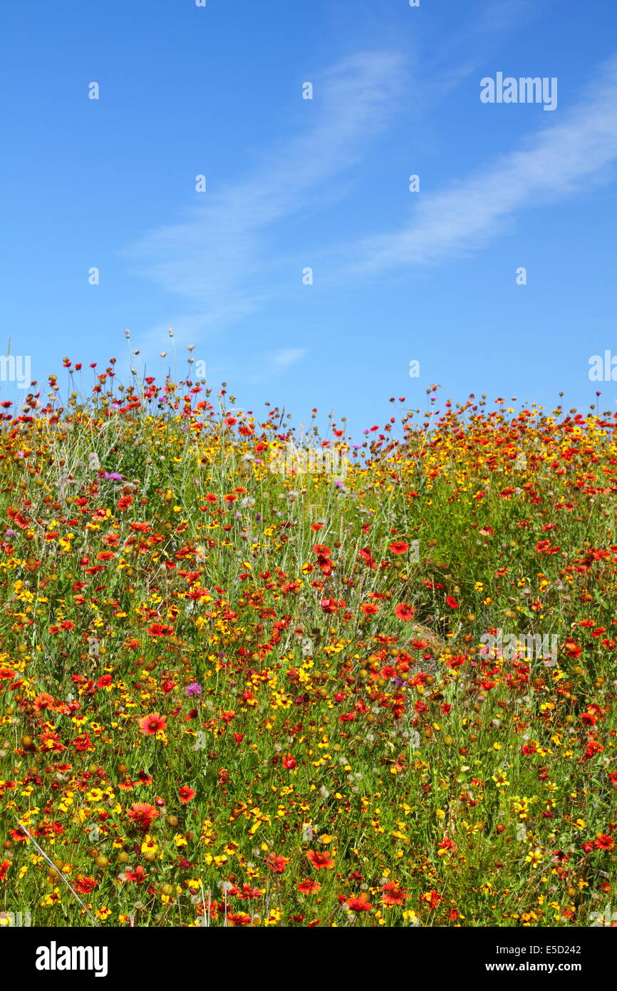 Below a blue sky, assorted spring wildflowers adorn a hill in Texas, USA. Stock Photo