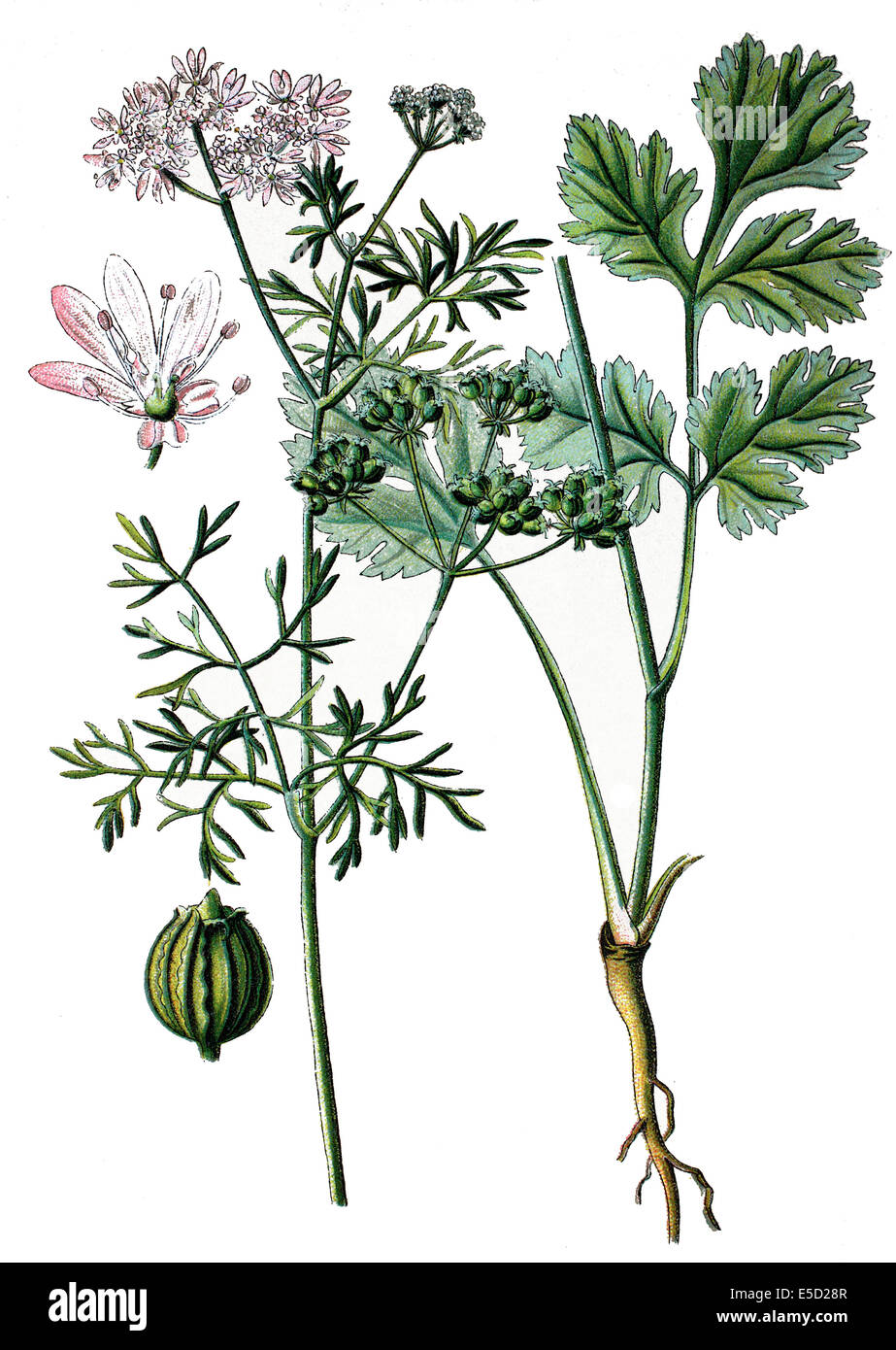 Coriander, cilantro, Chinese parsley or dhania, Coriandrum sativum Stock Photo