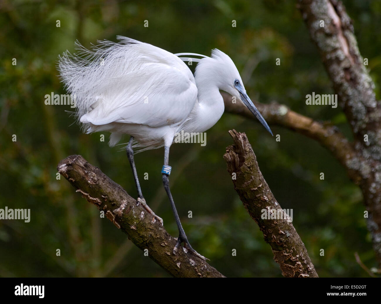 Little Egret (egretta garzetta Stock Photo - Alamy