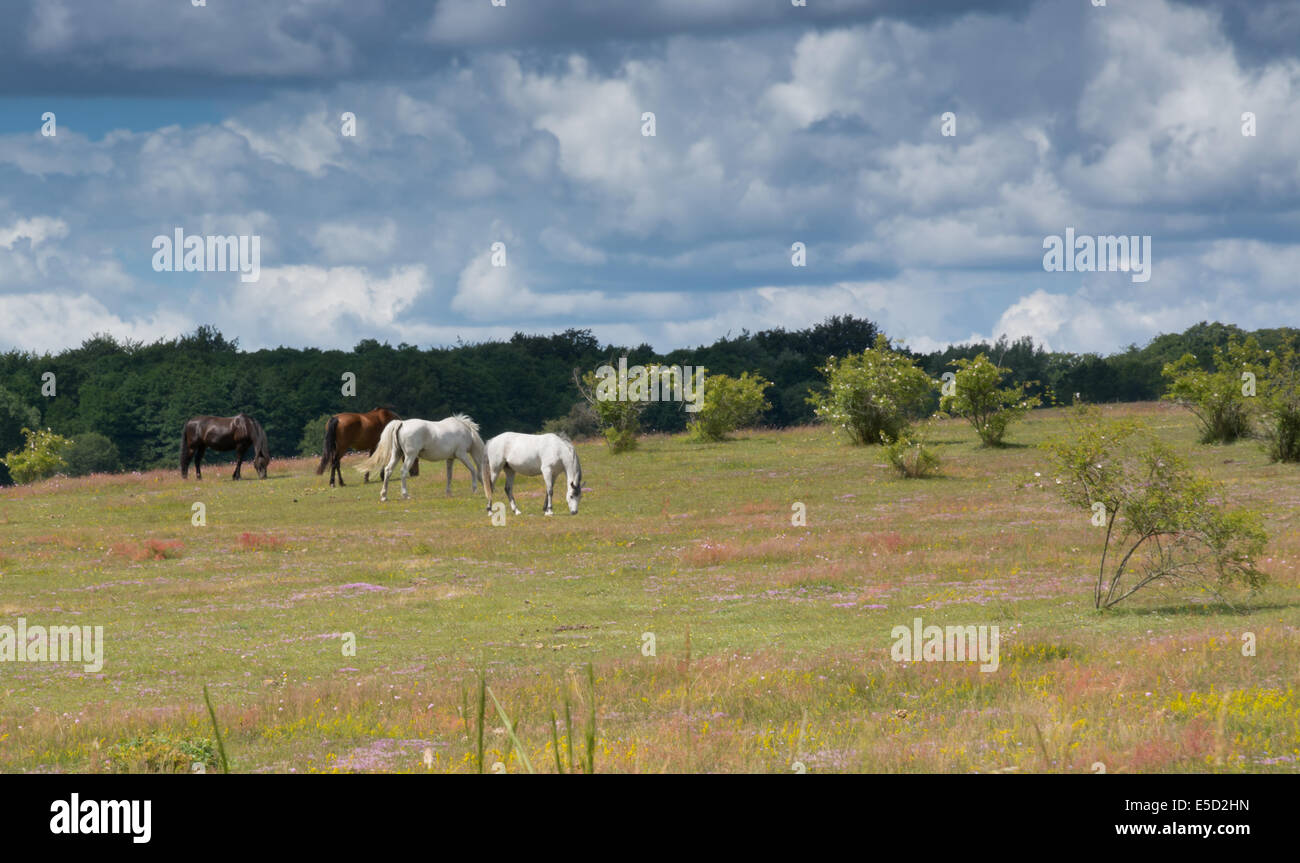 Grazing horses in rural south Sweden. Simrishamn, Sweden in June. Stock Photo