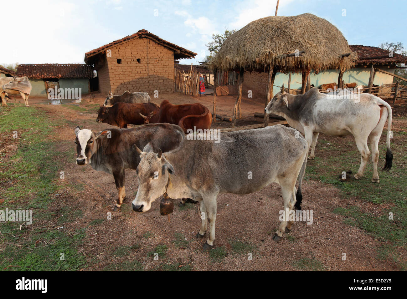 Cows in a courtyard, Chattisgadh, India Stock Photo