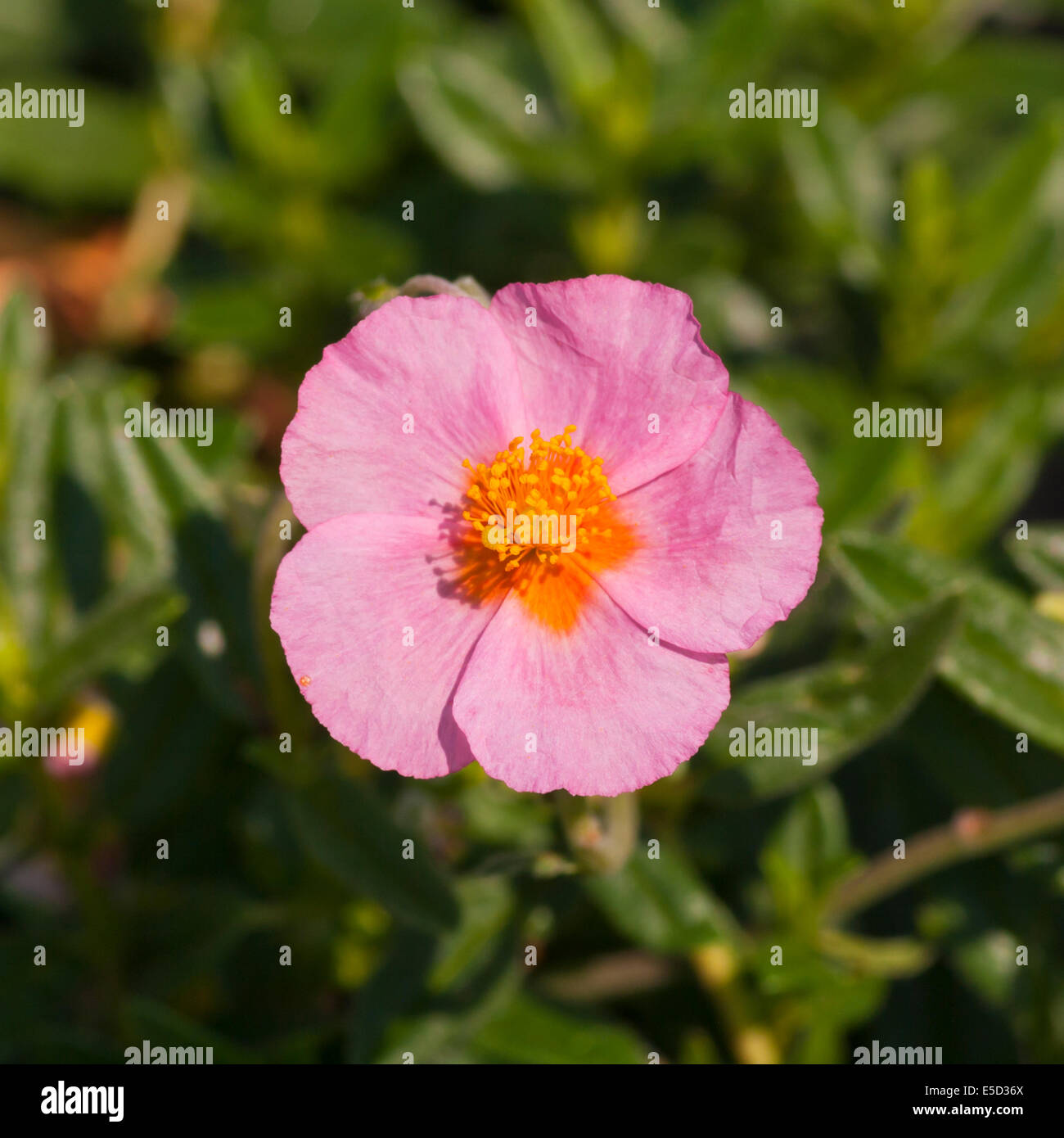 Pink Helianthemum Lawrensons Pink Commonly Known as rock roses, sunroses, rushroses, or frostweed Stock Photo