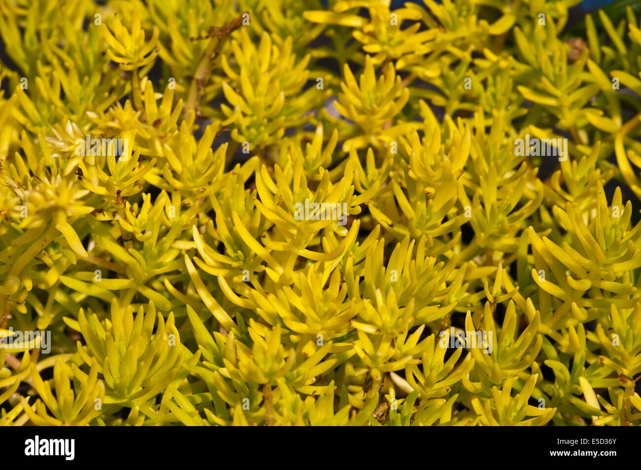 Sedum Gold Mound Commonly Known as Stonecrops Stock Photo