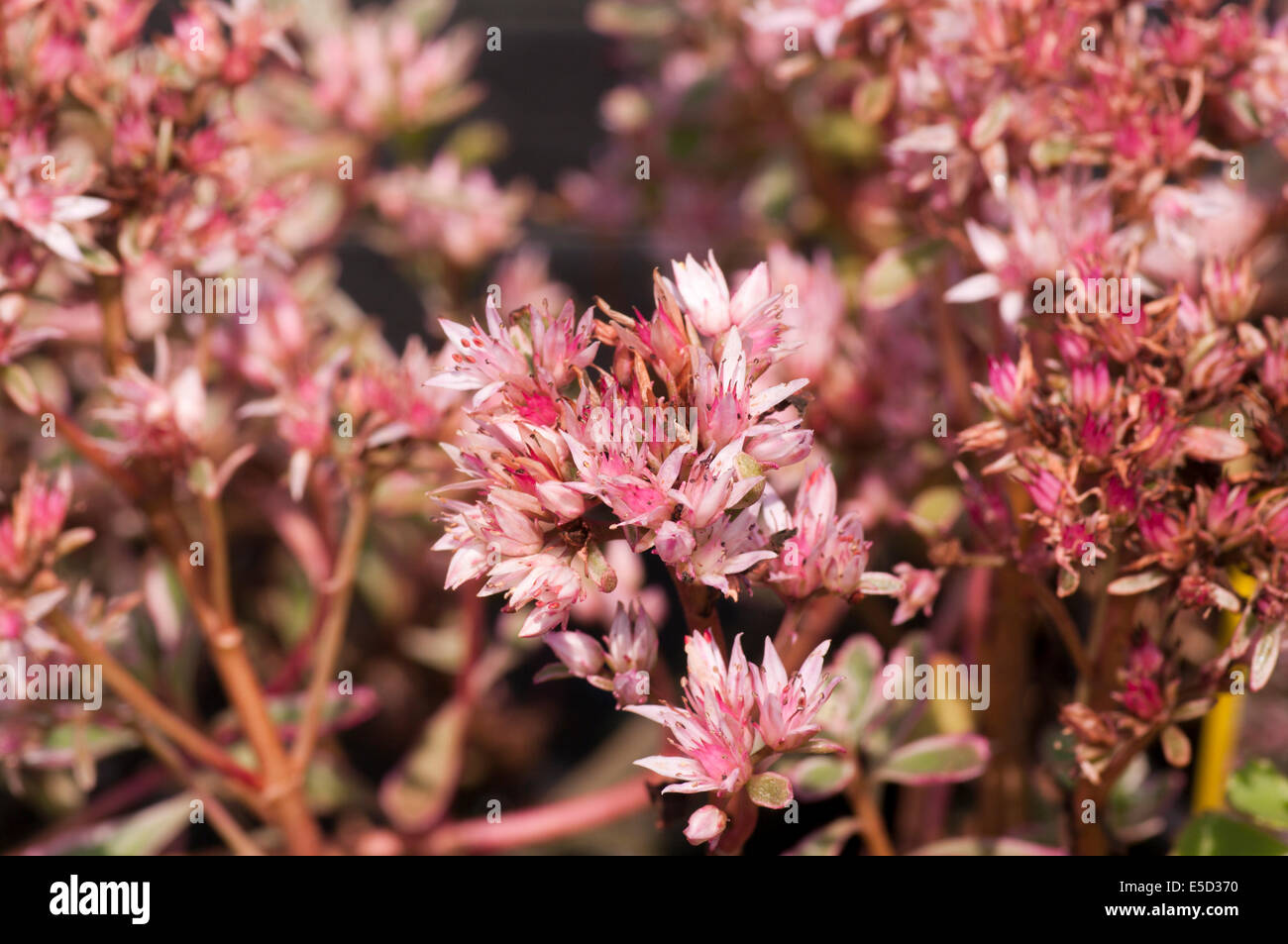 Flowers Of Sedum Spurium Commonly Known as Stonecrops Stock Photo