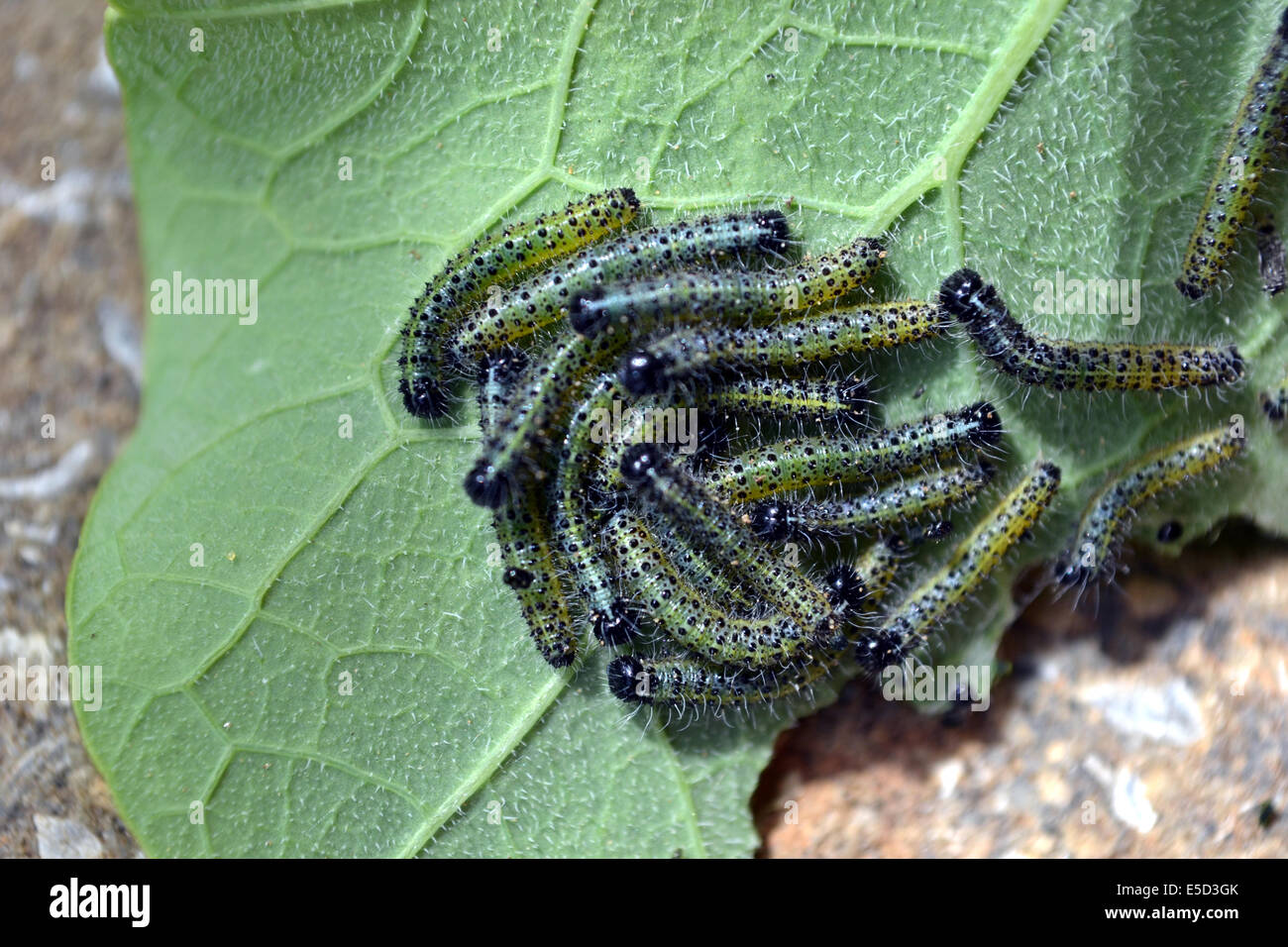 Caterpillars on the underside of a half-eaten nasturtium leaf Stock Photo