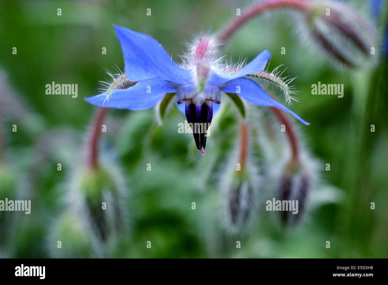 Close up of a borage flower with buds in the background Stock Photo