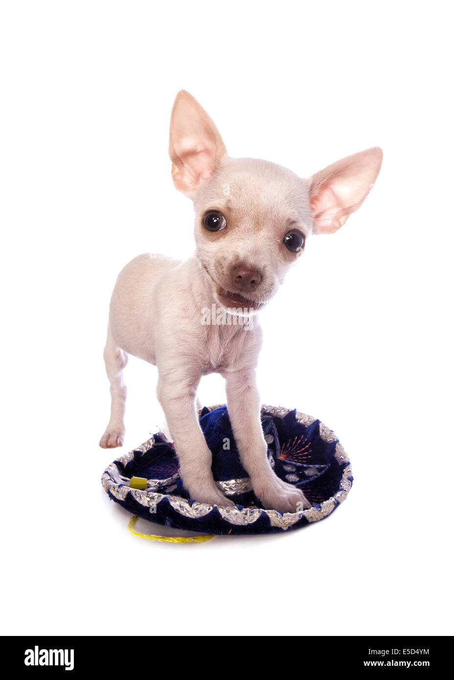 Cute cream color short haired Chihuahua puppy standing on little