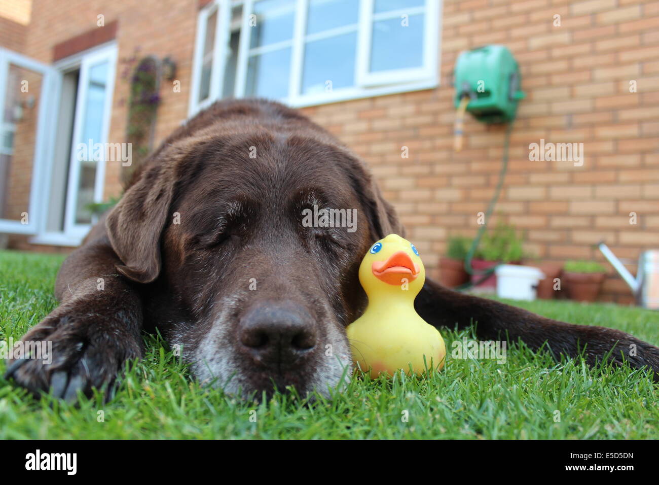 A photograph of a chocolate brown Labrador with a yellow rubber