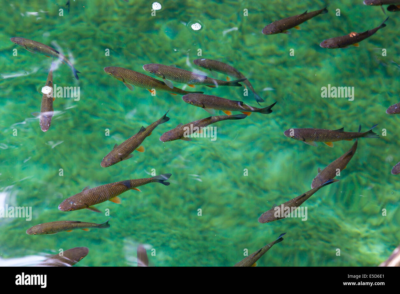 Fish in clear lake water hi-res stock photography and images - Alamy