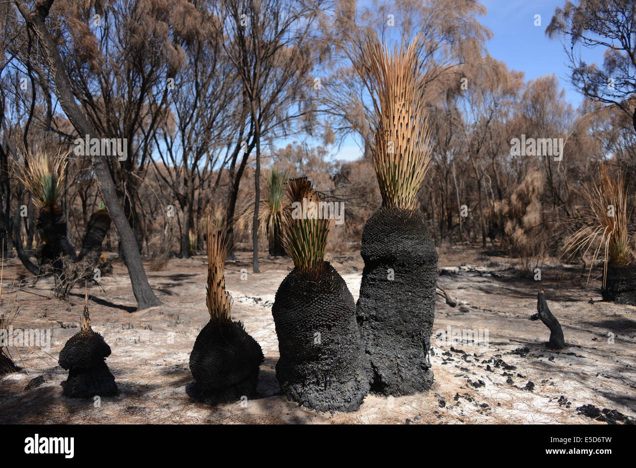 Plants coming back to life after a wild bush fire in South Australia. Stock Photo
