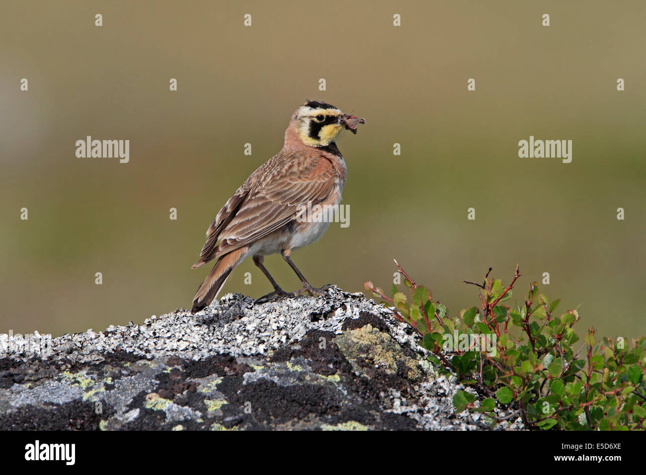 breeding-in-tundra-hi-res-stock-photography-and-images-alamy