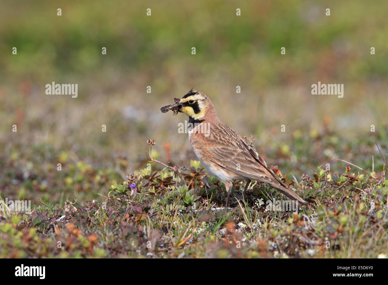 horned-lark-in-breeding-plumage-carrying-food-on-the-tundra-in-canada