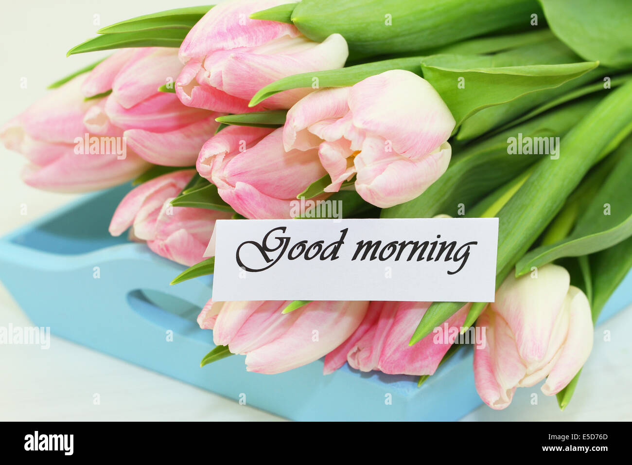 Good morning card with pink tulips Stock Photo