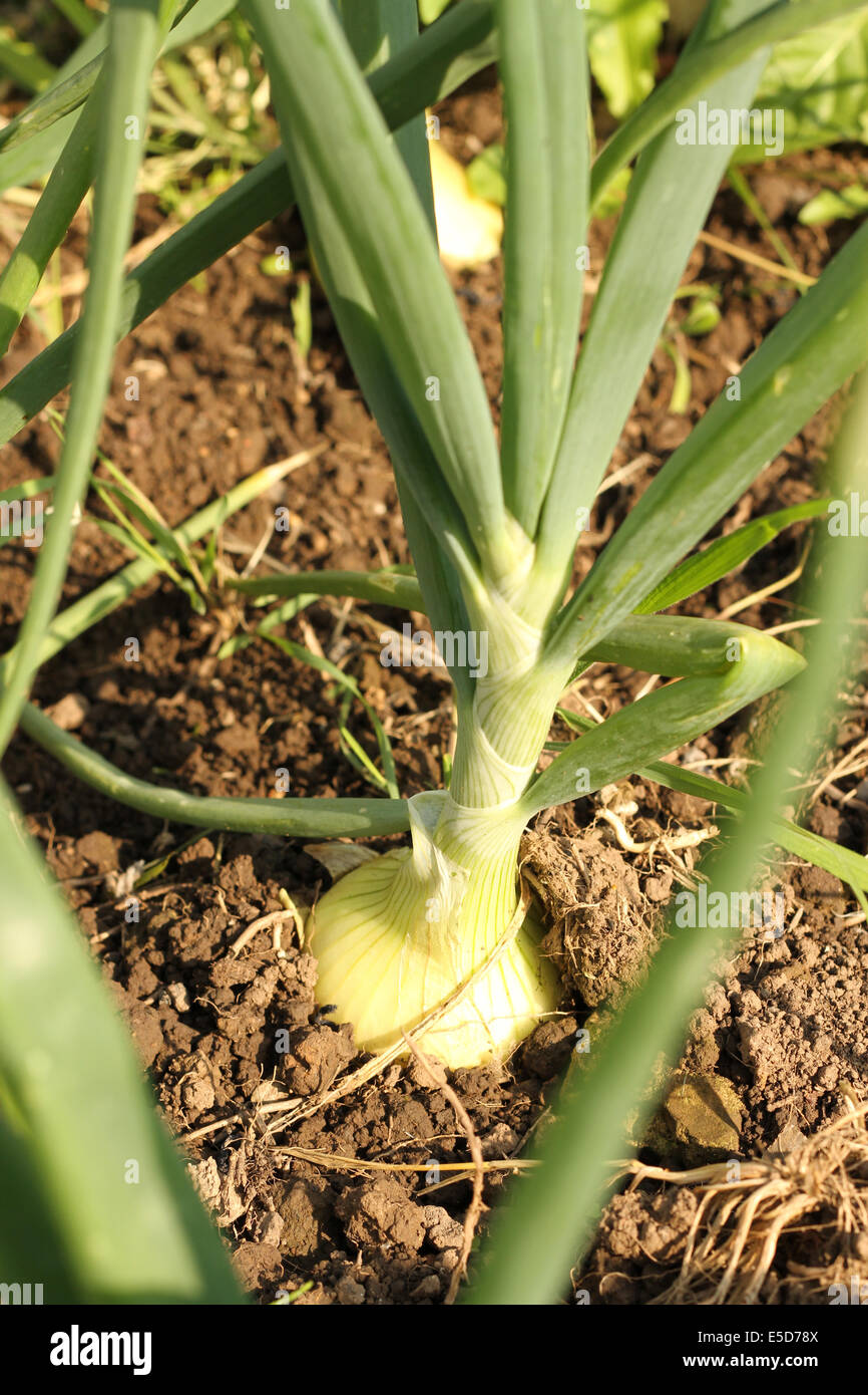 Fresh cut green onions fall hi-res stock photography and images - Alamy