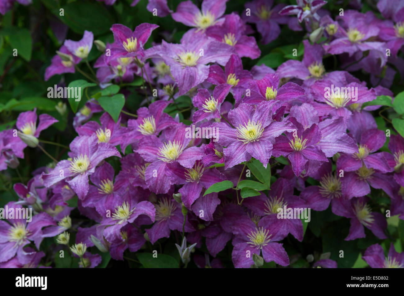 Clematis 'Jolly Good'/ Clematis 'Zogojo'. Late Large-flowered clematis flowers Stock Photo