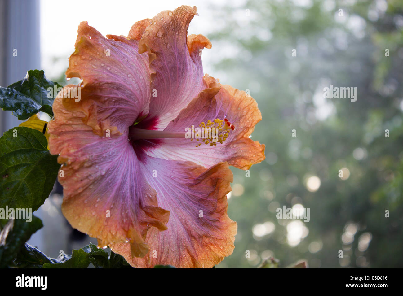 Uncommon hibiscus Lady Creole with a mist background Stock Photo - Alamy