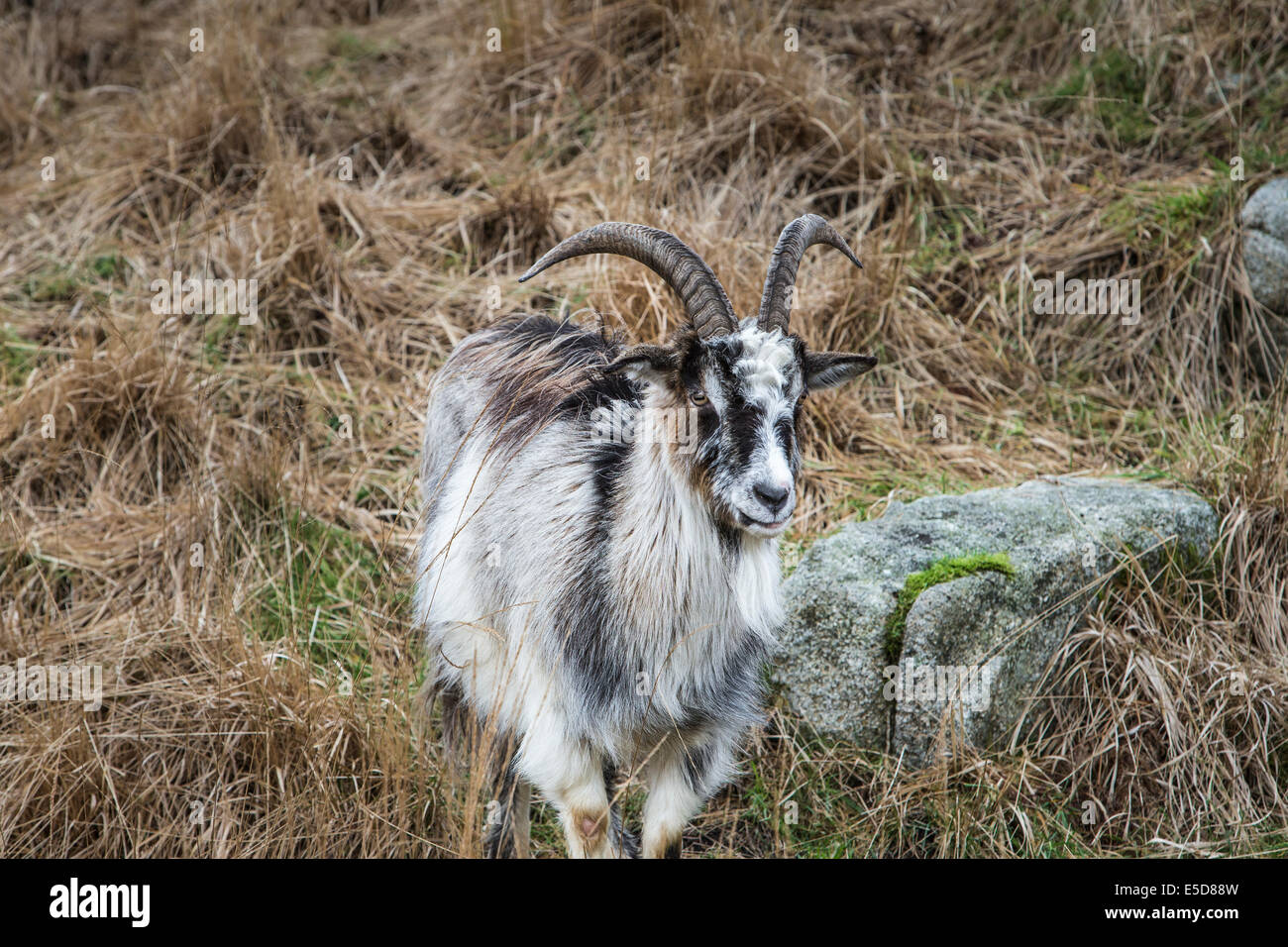 Wild Goats in the Galloway Forest Park in Scotland. Stock Photo