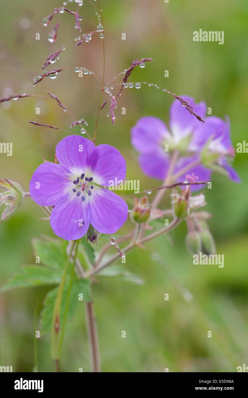 Wood cranesbill grows in Iceland Stock Photo