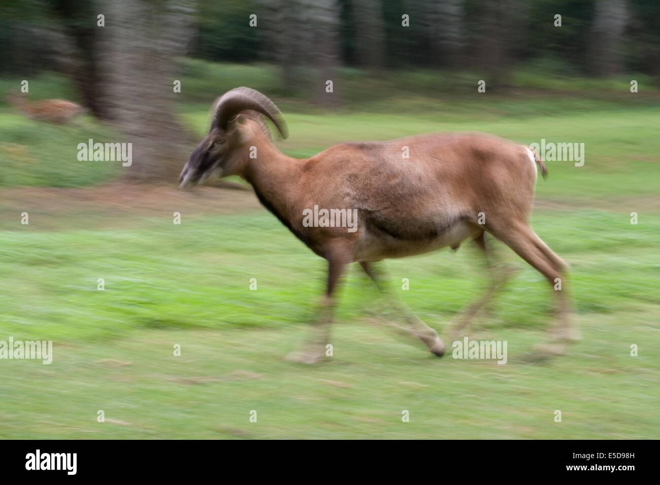Running mouflon in Germany Stock Photo