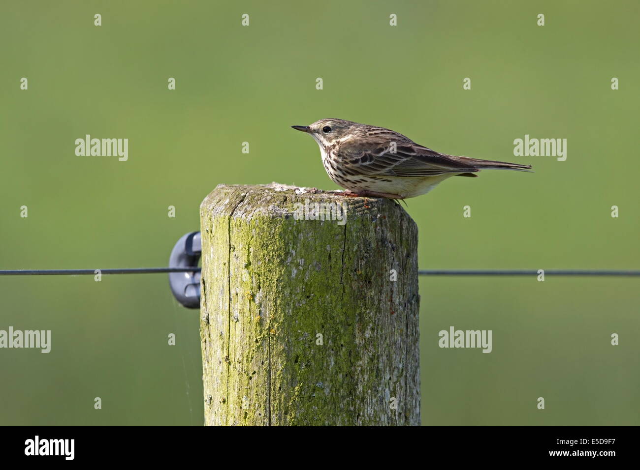 Thrush sitting on a pole in the Netherlands Stock Photo