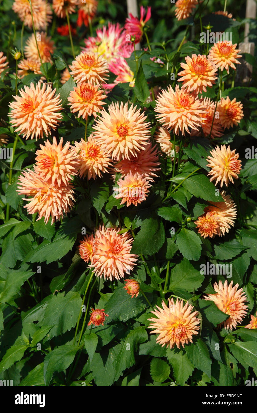 Dahlia 'So Dainty' plant in flower Stock Photo