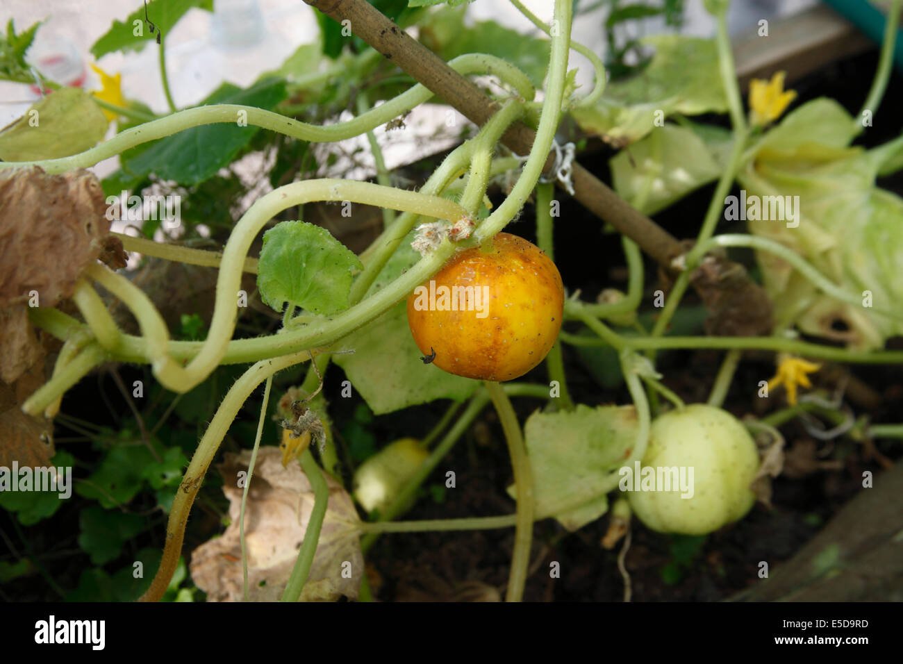 Cucumis sativus 'Crystal apple' cucumber close up of fruit growing in greenhouse Stock Photo