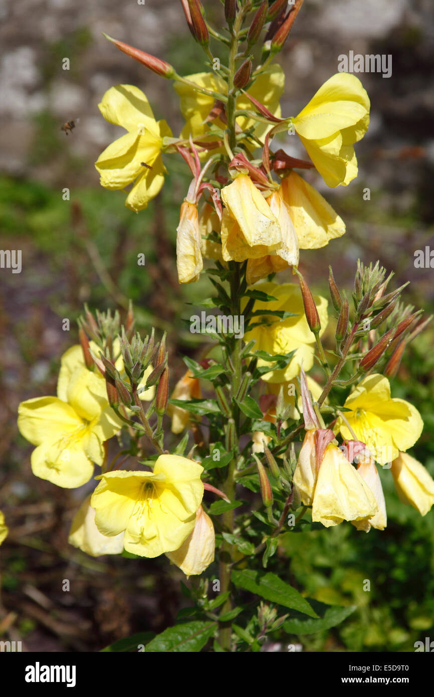 Oneothera biennis Evening primrose plant in flower Stock Photo