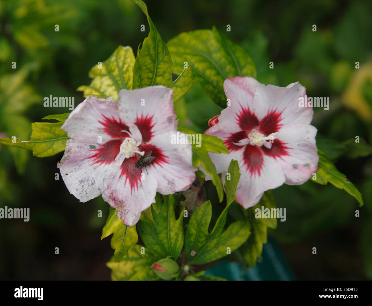 Hibiscus syriacus 'Hamabo' close up of flowers Stock Photo - Alamy