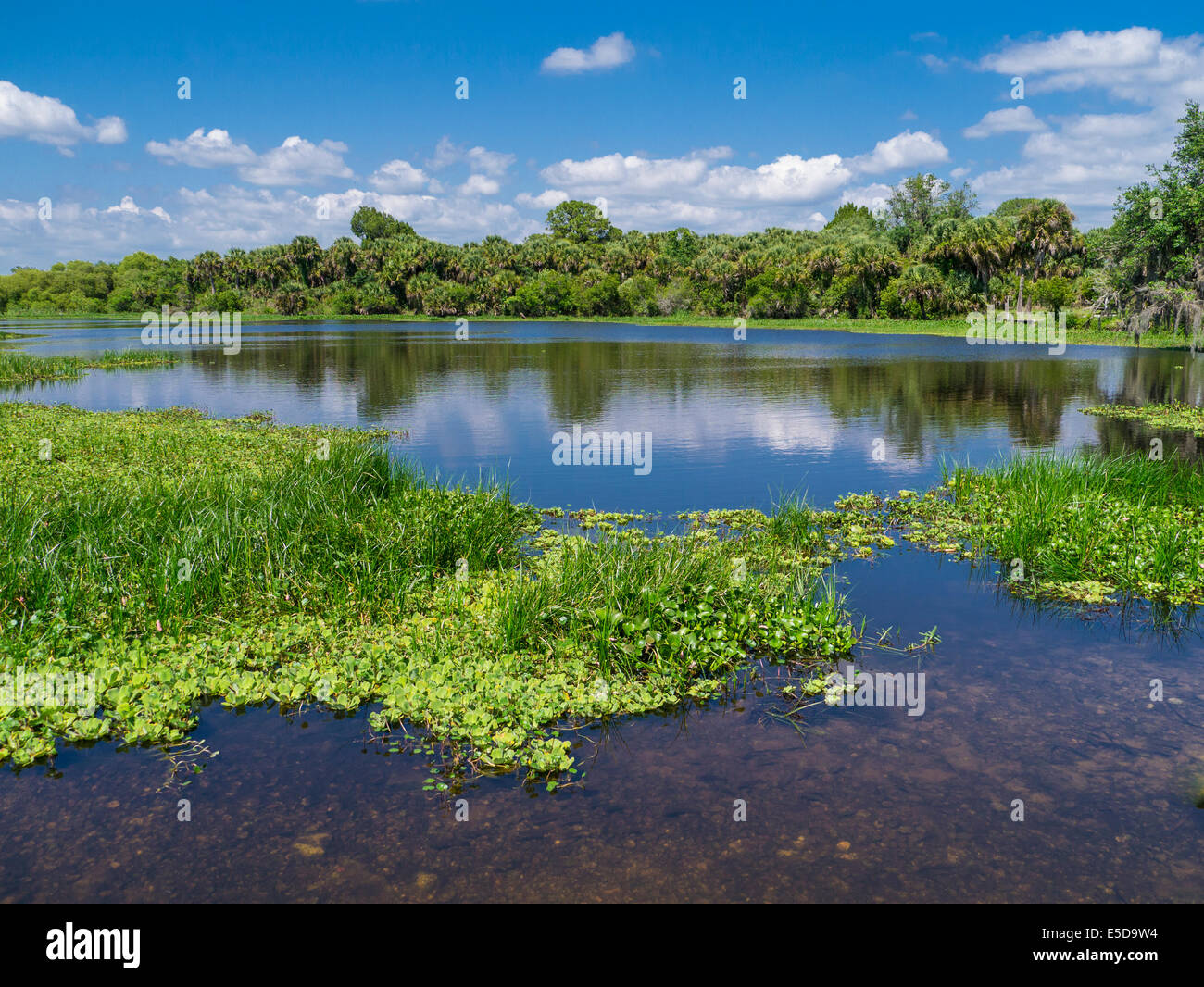 Deer Prarie Creek Preserve in Venice Florida Stock Photo