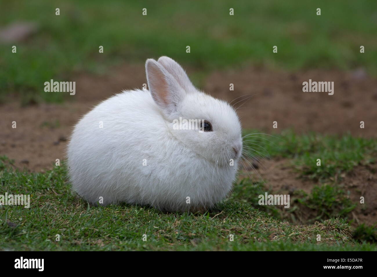White rabbit in Germany Stock Photo Alamy