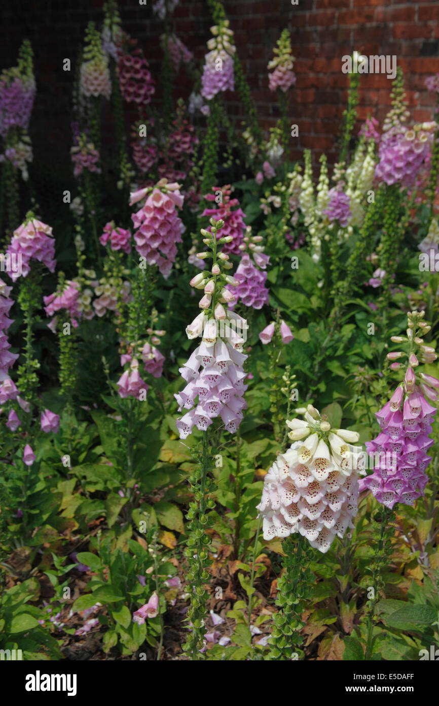 Digitalis purpurea 'Excelsior group' Foxgloves hybridise to fill vacant spaces Stock Photo