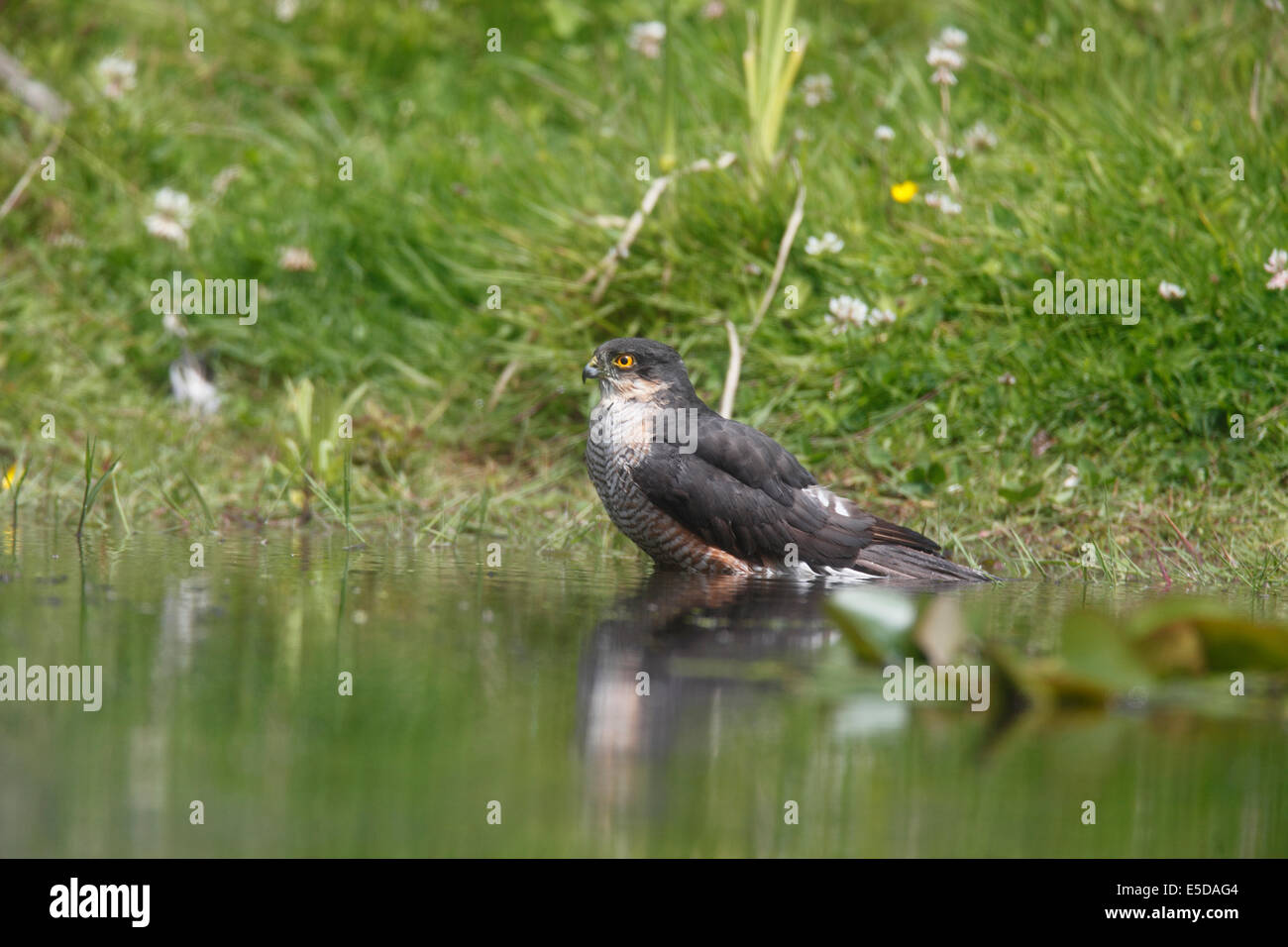 Accipter nisa Sparrow Hawk male bathing in garden pond Stock Photo