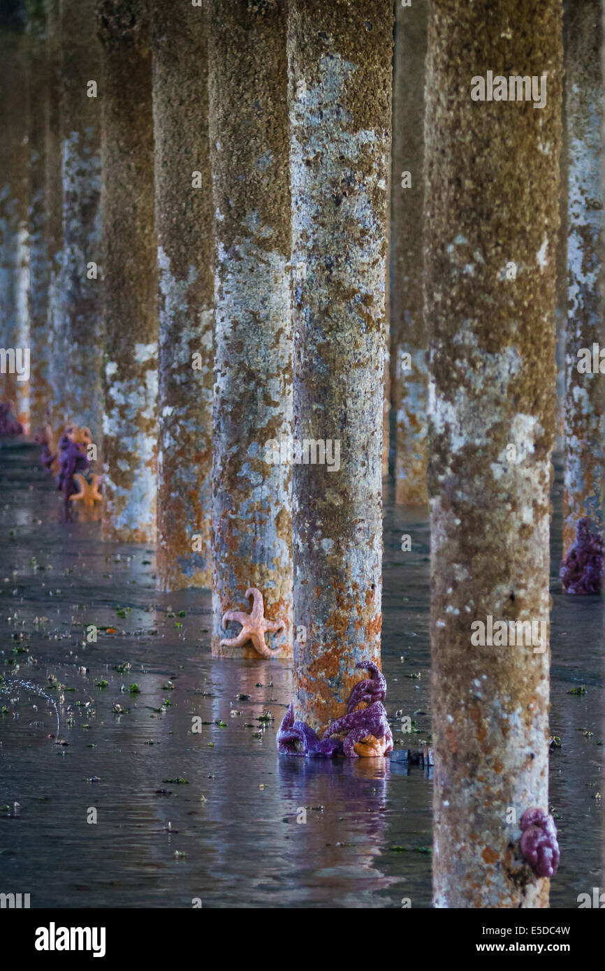 Sea stars clinging to a line of pilings under a dock at low tide Stock Photo