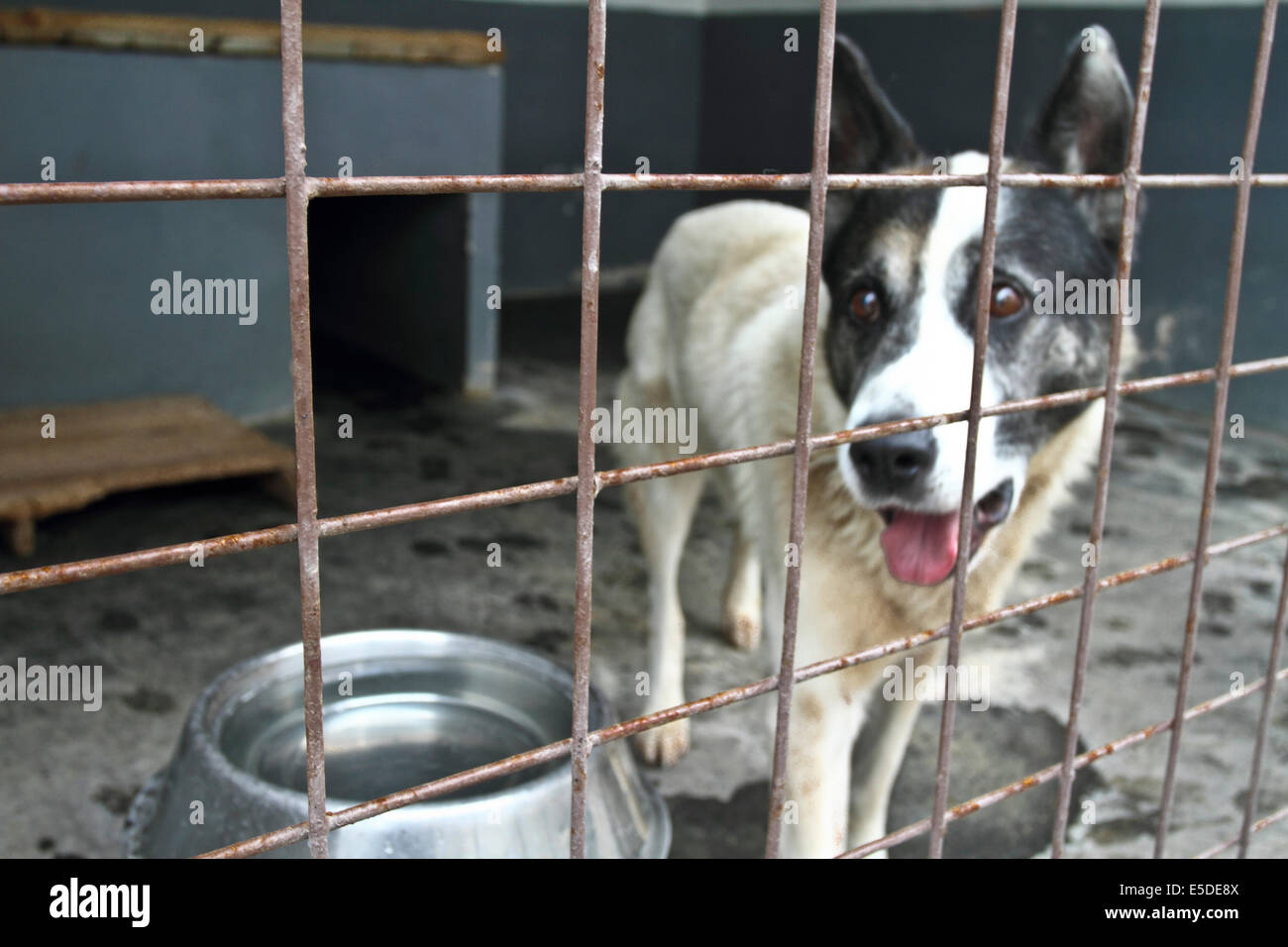 Dog in cage Stock Photo Alamy