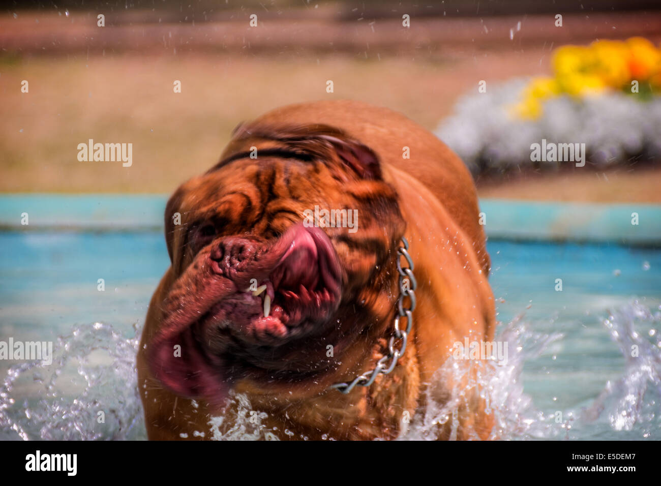 Dog takes a bath to cool down! Stock Photo