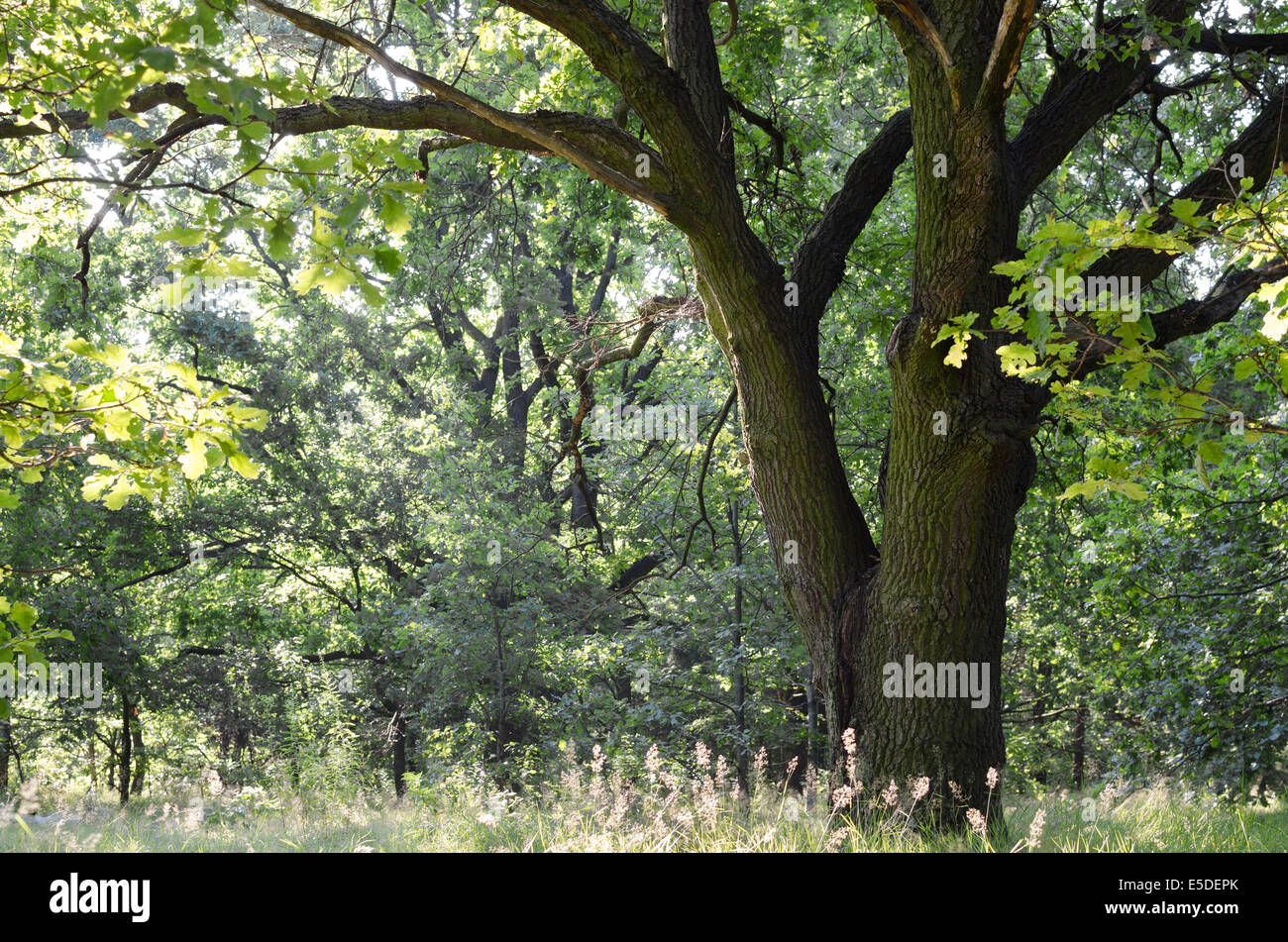 old oak in summer forest Stock Photo