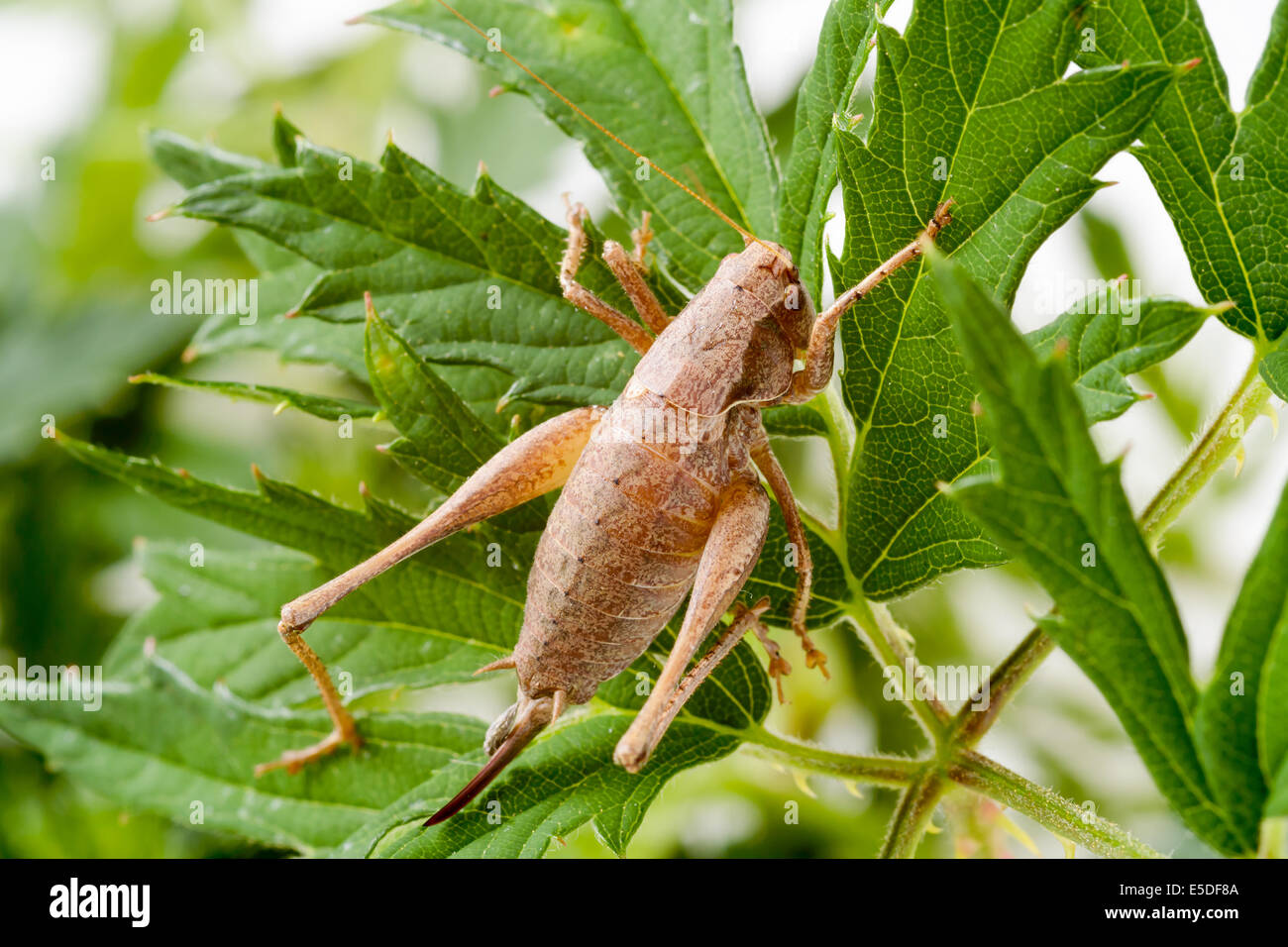 Female dark bush-cricket (Pholidoptera griseoaptera), here sitting on blackberry bush leaves. Stock Photo