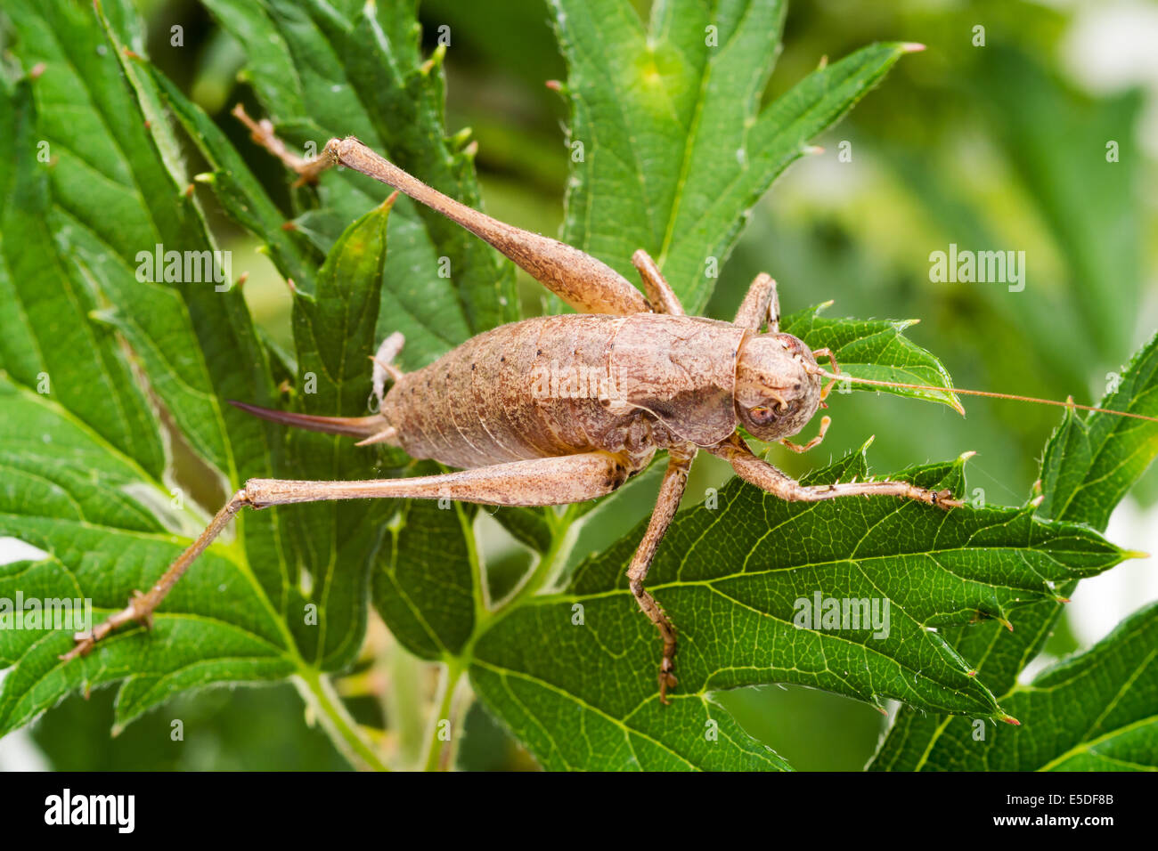 Female dark bush-cricket (Pholidoptera griseoaptera), here sitting on blackberry bush leaves. Stock Photo