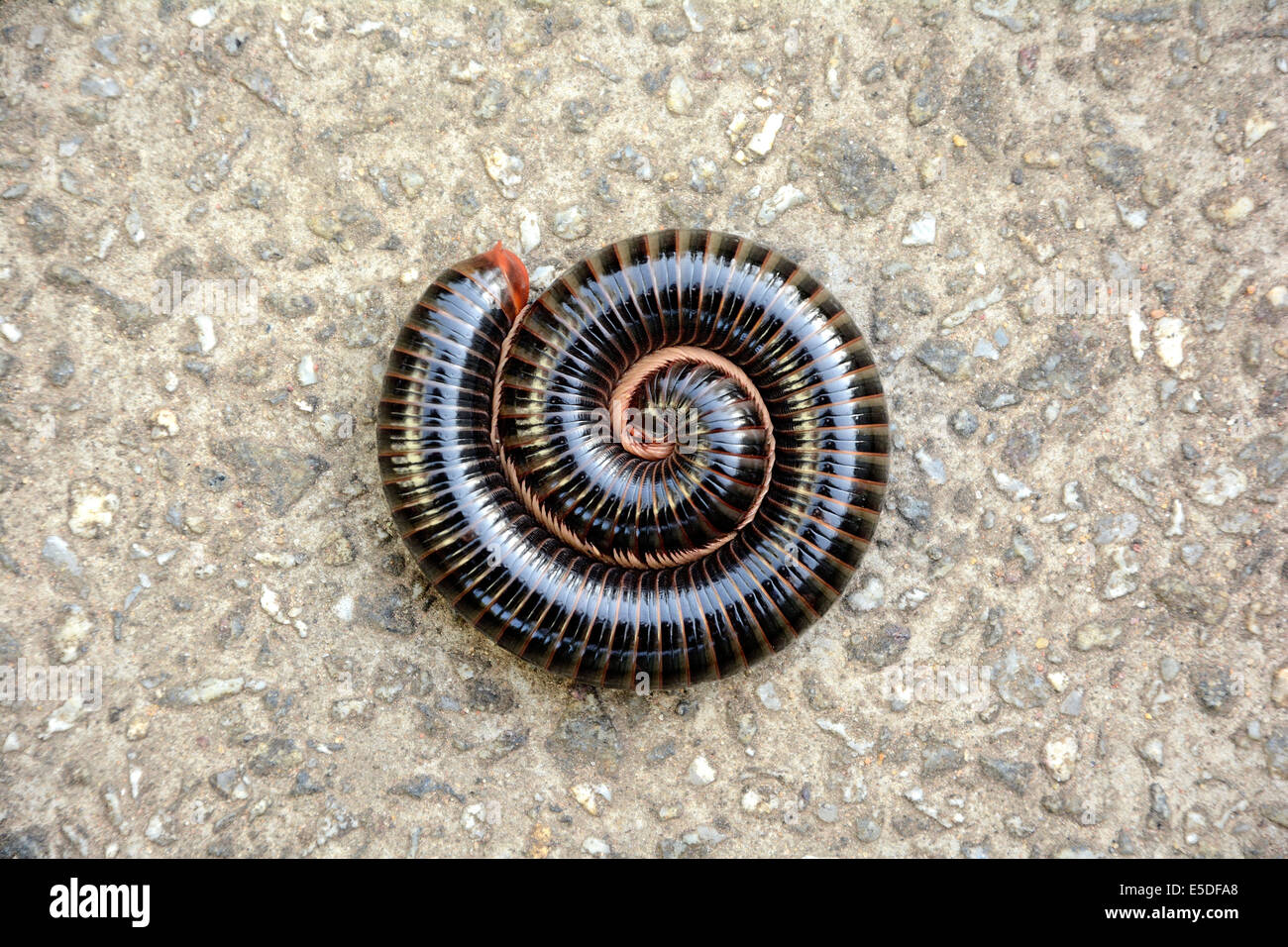 Millipede curled up hi-res stock photography and images - Alamy