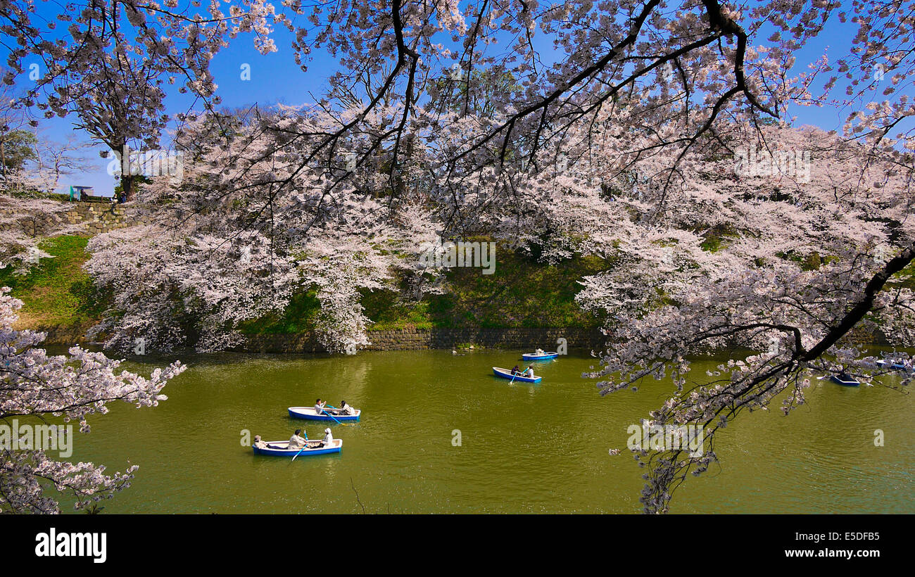 Boaters at Chidorigafuchi Ryokudo moat getting up close to the full bloom cherry blossom trees in Tokyo, Japan Stock Photo